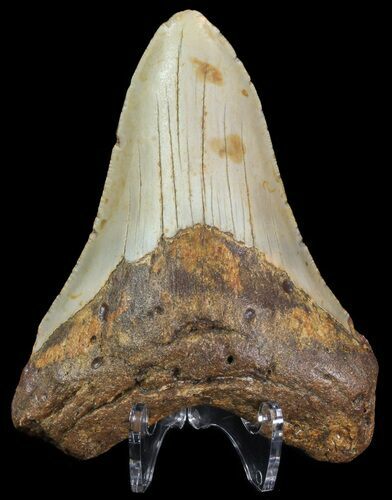 Bargain, Megalodon Tooth - North Carolina #67112